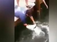 بطريقة عجيبة سمكة عملاقة تصطاد رجلا