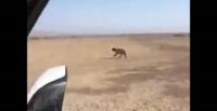 بالفيديو.. قيديو شباب يقنصون ذئبا ببنادقهم يثير غضب السعوديين