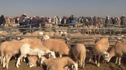 الحكومة تمنح "الكسّابة" أزيد من 300 مليار.. فهل سنشهد انخفاضا في أسعار اللحوم؟