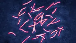 في 48 ساعة فقط.. الذكاء الاصطناعي يحل لغزاً حيّر العلماء لعقد كامل