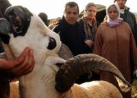 "الحولي" موضوع الساعة والأثمان تفزع المواطنين والتريث يسود السوق
