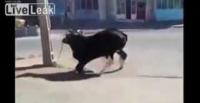 بالفيديو.. طفل ينجو بأعجوبة من هجوم ثور هائج عليه