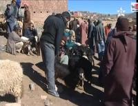 انتعاش تجارة المواشي بسوق السبت بإقليم أزيلال