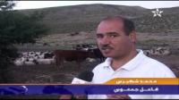 صياح الديكة : وسيلة لمعرفة وقت الإفطار عند الرحل