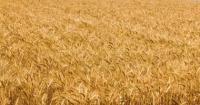 المغرب يطرح مناقصة لاستيراد قمح أمريكى بتعريفه تفضيلية