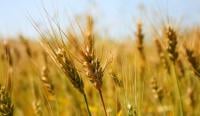 المغرب يخفض رسوم استيراد القمح اللين إلى 17.5%