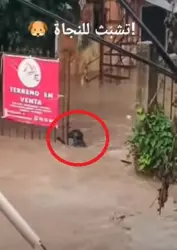 بالفيديو...لحظة مؤثرة لكلب يتمسك بسياج ليتجنب الغرق في فيضانات المكسيك