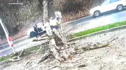 امرأة تنجو بأعجوبة بعد سقوط شجرة عملاقة على سيارتها وسحقها كليا