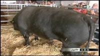 العجول المهجنة بالمغرب