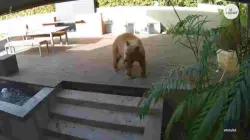 بالفيديو..كلب يتصدى لدب حاول اقتحام منزل في كندا