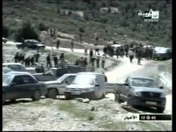 مافيا أشجار الأرز 