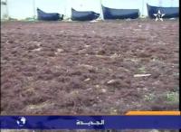 البحر يتبرع على سكان الجديدة بطحالب باهظة الثمن‏