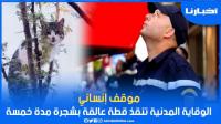 موقف إنساني.. الوقاية المدنية بطنجة تنقذ قطة ظلت عالقة بشجرة لـ5 أيام