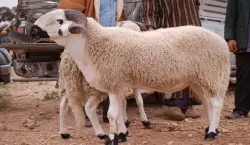 مجلس المنافسة يدخل على الخط ويمنح الحكومة "الضوء الأخضر" لتسقيف أسعار أضاحي العيد ومحاربة "الشناقة"