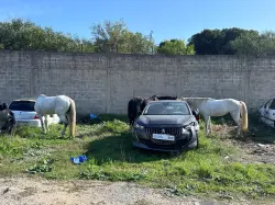 طنجة.. فضيحة احتجاز خيول في ظروف كارثية داخل مستودع للسيارات تثير غضب المغاربة