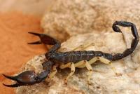 جامعة الحسن الثاني تحصل على براءة اختراع نظام روبوتي لاستخراج سم العقارب