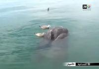 عجائب وغرائب : بالفيديو ... العثور على حوت برأسين وذيلين