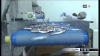 صناعة تصبير السمك