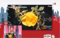 زهرة تتفتح فقط عند الاذان سبحان الله