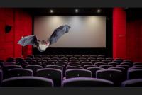 رواد قاعة سينما يتفاجؤون بخفافيش حقيقية فوقهم أثناء عرض فيلم " باتمان"(فيديو)