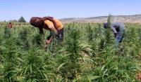 أسعار "أراضي الكيف" ترتفع بشكل صاروخي