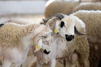 الحكومة تمنح الموظفين عطلة استثنائية بمناسبة عيد الأضحى