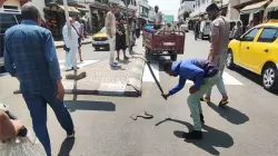أفعى وسط مدينة وزان تثير هلع مستعملي الطريق (فيديو)