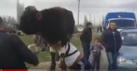 بالفيديو: تركي قوي يحمل فوق كتف عجل و يجر أربع عربات دفعة واحدة