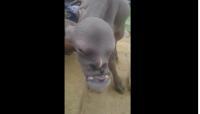 سبحان الله :مخلوق عجيب يظهر وبصوت مثير