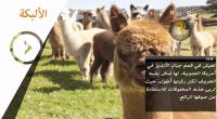 أروع وأغرب 10 مخلوقات على الأرض