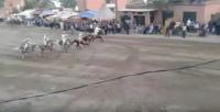 بالفيديو ... لحظات دهس سيدة من طرف سربة الخيل بمحرك التبوريدة