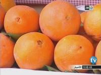 البرتقال فاكهة الموسم