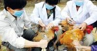 وفاة جديدة بأنفلونزا الطيور في مصر ترفع الضحايا إلى 7 خلال العام الجاري