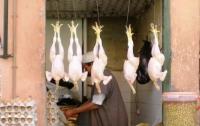 تصدير الدواجن يرفع أسعارها في السوق المغربية