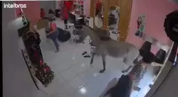 بالفيديو...حصان  يقتحم صالون تجميل نسائي في البرازيل ويثير الذعر