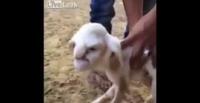 بالفيديو.. ولادة خروف بوجه رجل عجوز