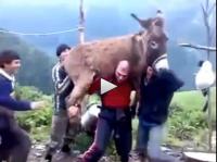 بالفيديو: يحمل حماراً مع شاب فوق رأسه إثباتاً لرجولته