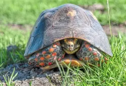 هل تشعر الزواحف بالسعادة والقلق مثل البشر؟