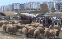 طنجة: عرض وفير من الأضاحي وإقبال متوسط