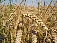 مصدرو القمح ببريطانيا يعتزمون الحضور إلى المغرب لتزويد السوق المغربية بالقمح