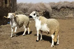معادلة العيد المقلوبة.. وفرة العرض لا تكبح "اللهيب" وصرف الأجور مسبقاً يهدد بموجة غلاء جديدة في أسواق الأضاحي