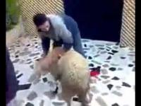 أول حادثة متعلقة بخروف العيد لهذا الموسم