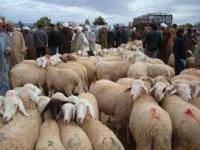 أسواق بيع أضحية العيد بالمغرب ، فضاءات يحتكرها الوسطاء في غياب أي مراقبة