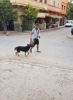 عاجل...هذا ما وقع للمشرمل وكلبه الذي ظهر في الصورة التي هزت الفايسبوك