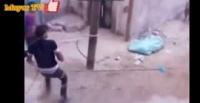 بالفيديو.. عجل هائج يمزق قيوده ويهرب من الذبح