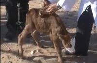 ولادة عجل بستة أرجل