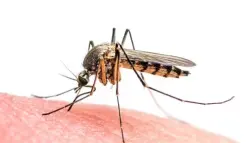 كولومبيا تعلن الطوارئ الصحية بعد تفشّي الحمى الصفراء و34 وفاة منذ بداية 2024