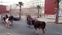بقرات في جولة بالدار البيضاء