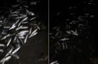 سبحان الله .. خروج السردين ليلا في شاطئ جنان نيش بساحل شفشاون