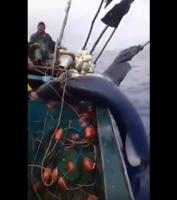 عملية صيد مثيرة لسمكة قرش ضخمة في المغرب